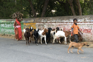 A woman and a little boy are driving goats through the streets